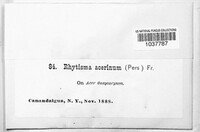 Rhytisma acerinum image
